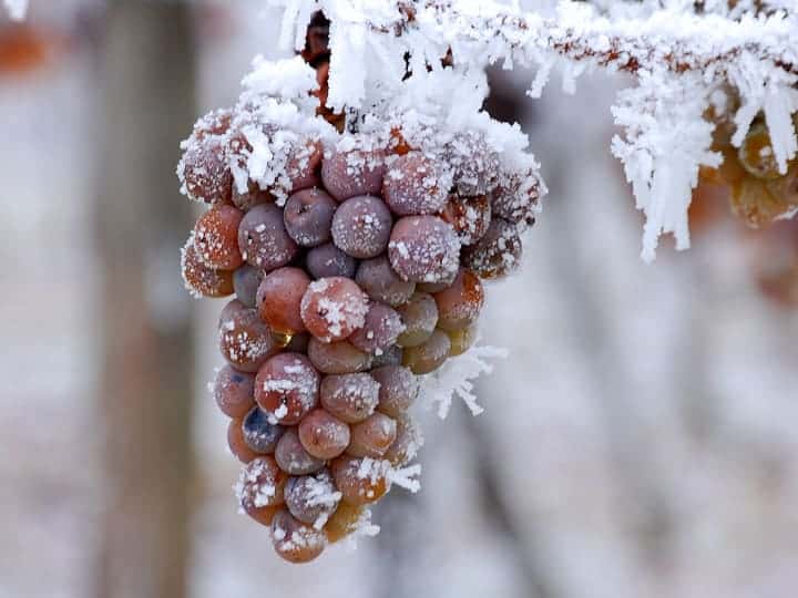uva congelada no inverno