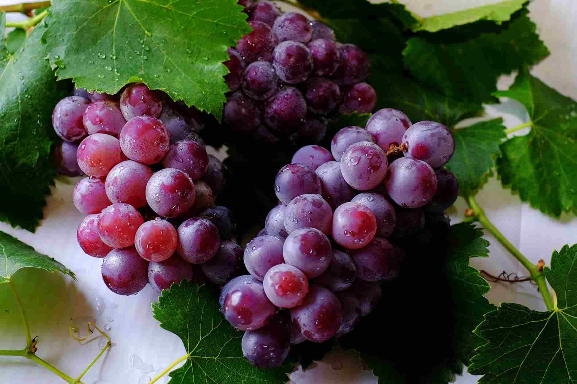 Cachos de uva em uma videira