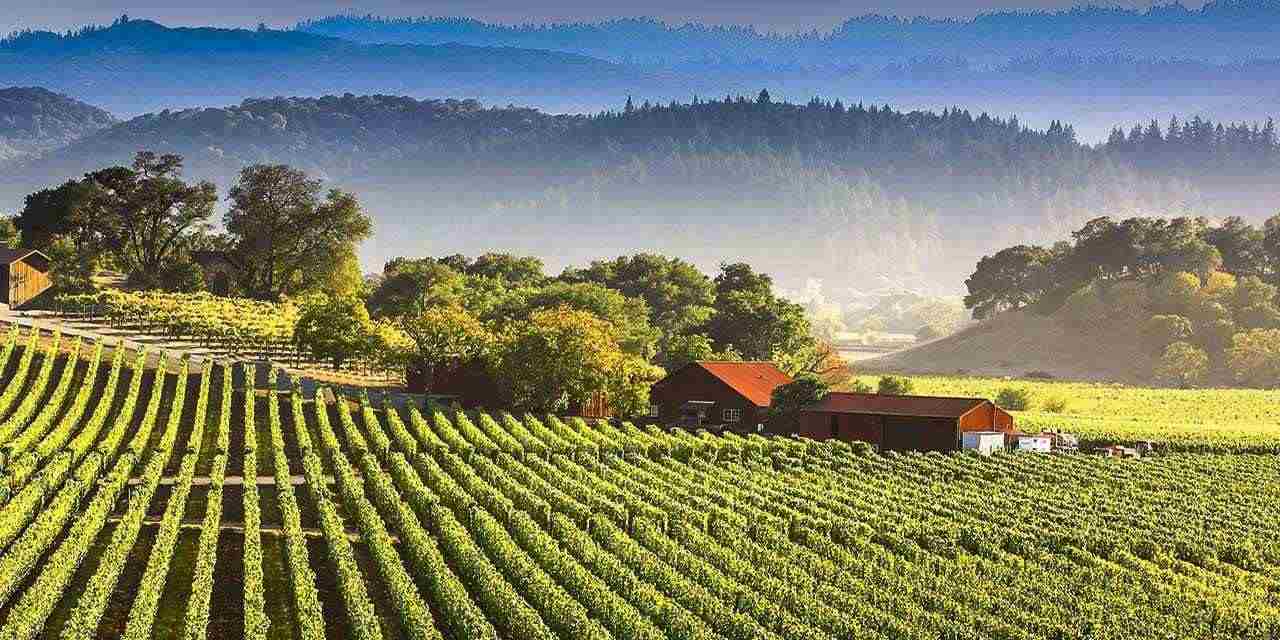 Grande plantação de vinhos no sul para enoturismo, turismo de vinhos