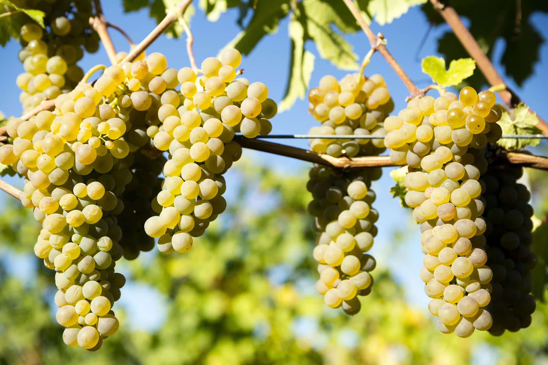 Dia Mundial da Viognier: saiba tudo sobre esta aromática uva