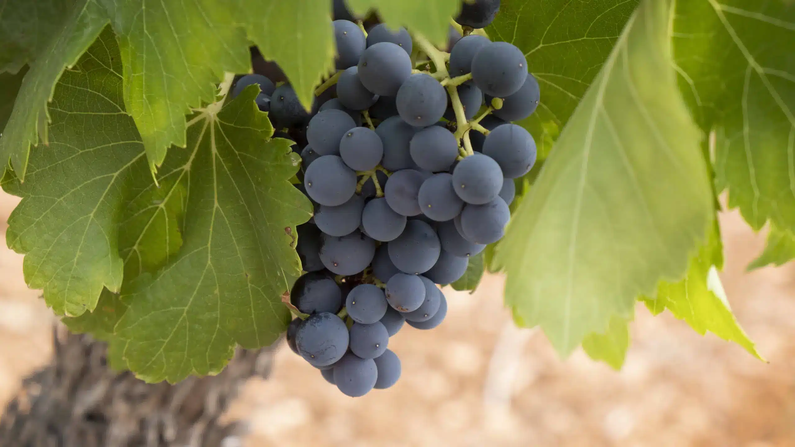 Por dentro dos vinhos Carménère